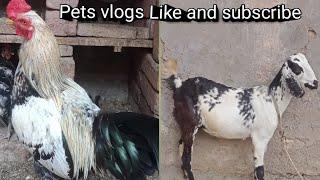 My pets vlogs #viralvideo #mspetsvlogs #shortsvideo #viralshorts #shortsvideo