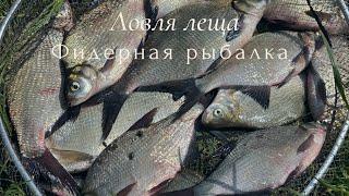 Лещ на фидер | Как ловить леща в июне 2025  #рыбалка #рыба #лещ #фидер #ловлялеща #фидернаярыбалка