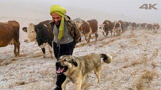 Terkedilmiş Dağlardan Eve Dönüş | Belgesel