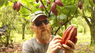 Making Chocolate: Cacao Tree To Chocolate Bar