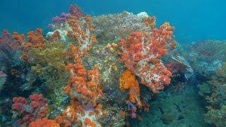 Diving Ambon, Banda Sea and Triton Bay 4k