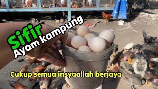 Perkara asas sebelum menternak ayam kampung