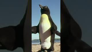 Giant Electric Penguin | Scott of the Sahara Monty Python's Flying Circus #montypython #flyingcircus