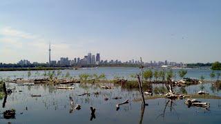 Creating Habitat along the Toronto Waterfront