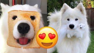Samoyed — Adorable And Hilarious Videos And Tik Toks Compilation