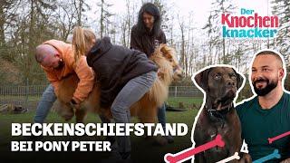 Komplizierte Behandlung bei sturem Pony Peter ​ | Der Knochenknacker – Tierisch verrenkt​