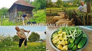 Care for sheep, summer soup, potato and onion harvest | Village life