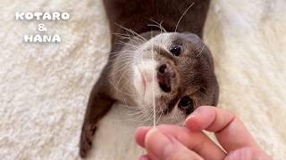 Otter’s Puzzled Reaction to Seeing His Missing Long Eyebrow