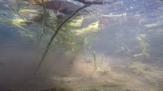 Aquaculture System in Nepal