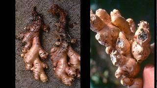 1 -  The Ginger Project: Overview of Bacterial Wilt