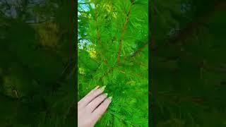 Larch. Vladimir region. The Golden Ring of Russia. Transfer. Apartments. Excursions. Interesting?