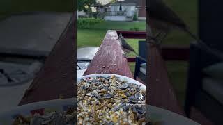 Tufted titmouse #birdswatching #birds #nature