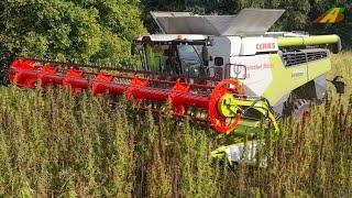 Hanf ernten - Claas Mähdrescher, Traktor Fendt biologischer Hanfanbau Innovation BIO  Landwirtschaft