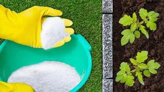 See What Happens When You Add Epsom Salt To Your Plants