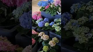 Рай для любителей гортензии...