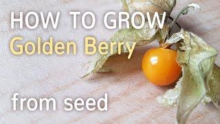 How To Grow Golden Berry From Seed | Starting Physalis Peruviana - 27.01.2017