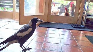 MAGPIE IN MY GYM | Part 7 | I give up!