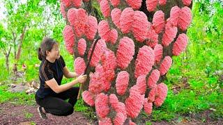 BREAKING!SHOCKING ! Harvesting Golden Apple Snail Eggs Goes to Market Sell - Harvesting and Cooking