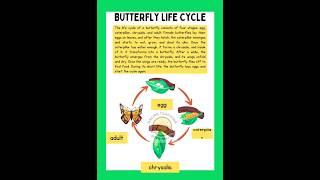 Life cycle of a Butterfly | Butterfly life cycle #lifecycle #lifecycleofbutterfly