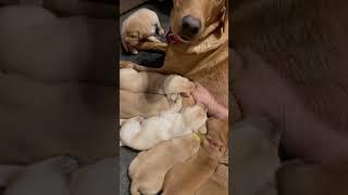 Fox Red Lab Puppies #puppy #puppies #lab #labpuppies #redlabs #huntingdog #labrador #cute #asmr