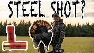 TURKEY Hunting with STEEL shot!