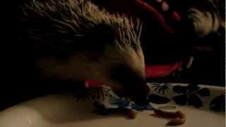 Hedgie eating some mealworms