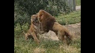 Lion vs Tiger  full battle HD original sound, (not clickbait) (real fight)