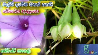 13 බෝංචි පරාදයි - ආලංගා වවමුද alanga been - how to plant sri lanka tropical vegetables