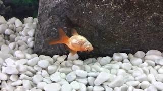 My goldfish is dying! Please help...