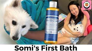 Dr. Bronner's Pure-Castile Soap for My Dog's Bath