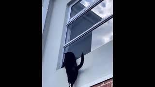 Mission Impossible Cat Remake #shorts #tomcruise #parkour