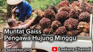 Harga Se Tan Sentiasa Berubah / Hujung Minggu kitai Bekuli / Muntat Sawit Gaiss