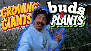 HOW I GROW 2 POUND PLANTS ON A BUDGET START TO FINISH GROW GUIDE FOR MASSIVE YIELDS IN 10 MIN