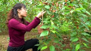 Harvesting mulberry gardens Go To Market Sell || Simple process to make Mulberry Syrup || Rural Life