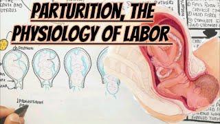 Physiology Of Labor(Parturition)