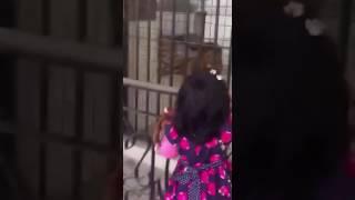 Shaykh Zulfiqar Ahmad Naqshbandi's (db) granddaughter forced a lion 2do zikr by saying "Allah Allah"