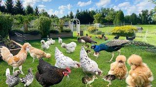 Finding Your Own Happiness in Nature’s Rhythm: Raising Organic Chickens, Gardening & Cooking