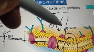 structure, function, classification of lipids- biochemistry