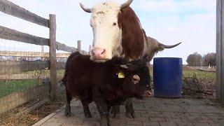 Napoleon the Mini Bull Rescued From Slaughterhouse