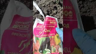 Что добавляю в лунку под баклажаны