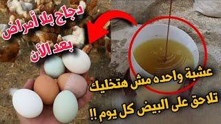 الشيح للفراخ البلدي سر النمو السريع والصحة القوية فوائد الشيح العجيبة لفراخك البلدي لن تصدق النتائج