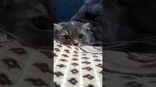 Такой смешной котик ️ #cat #cats #catlife #funny #коты #кошки #смешно