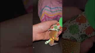 Happy Saint Patrick’s Day!!! Olive supports my green shenanigans  **video purposes only** #geckos