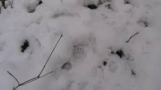 Badger tracks