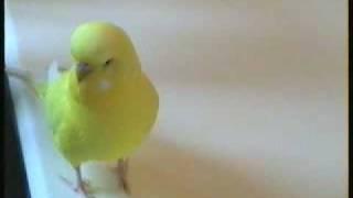 FAMOUS UK MYSTIC CHARLIE CLEAREST TALKING BUDGIE EVER