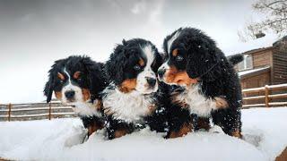 WEEK 8 PUPDATE!! Bernese Mountain Dog Puppies' First Snow! || Ep. 9