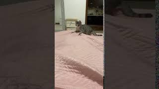 EN KOMİK KEDİ VİDEOLARI - FUNNİEST CATS - KEDİ VİDEOLARI İZLE #PART35