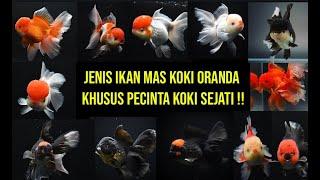 JENIS IKAN MAS KOKI ORANDA MEWAH | Goldfish Oranda