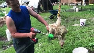 Plucking Chickens with the Power Plucker Drill Attachment