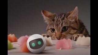 Awesome Cat Robots You Can Actually Buy